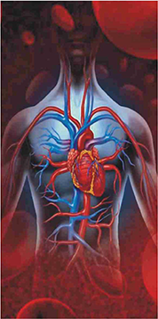 cardiovascular
